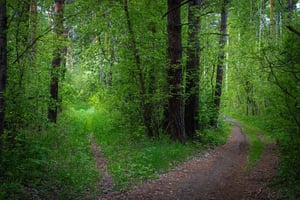 A wood with two paths one lighter and one darker 