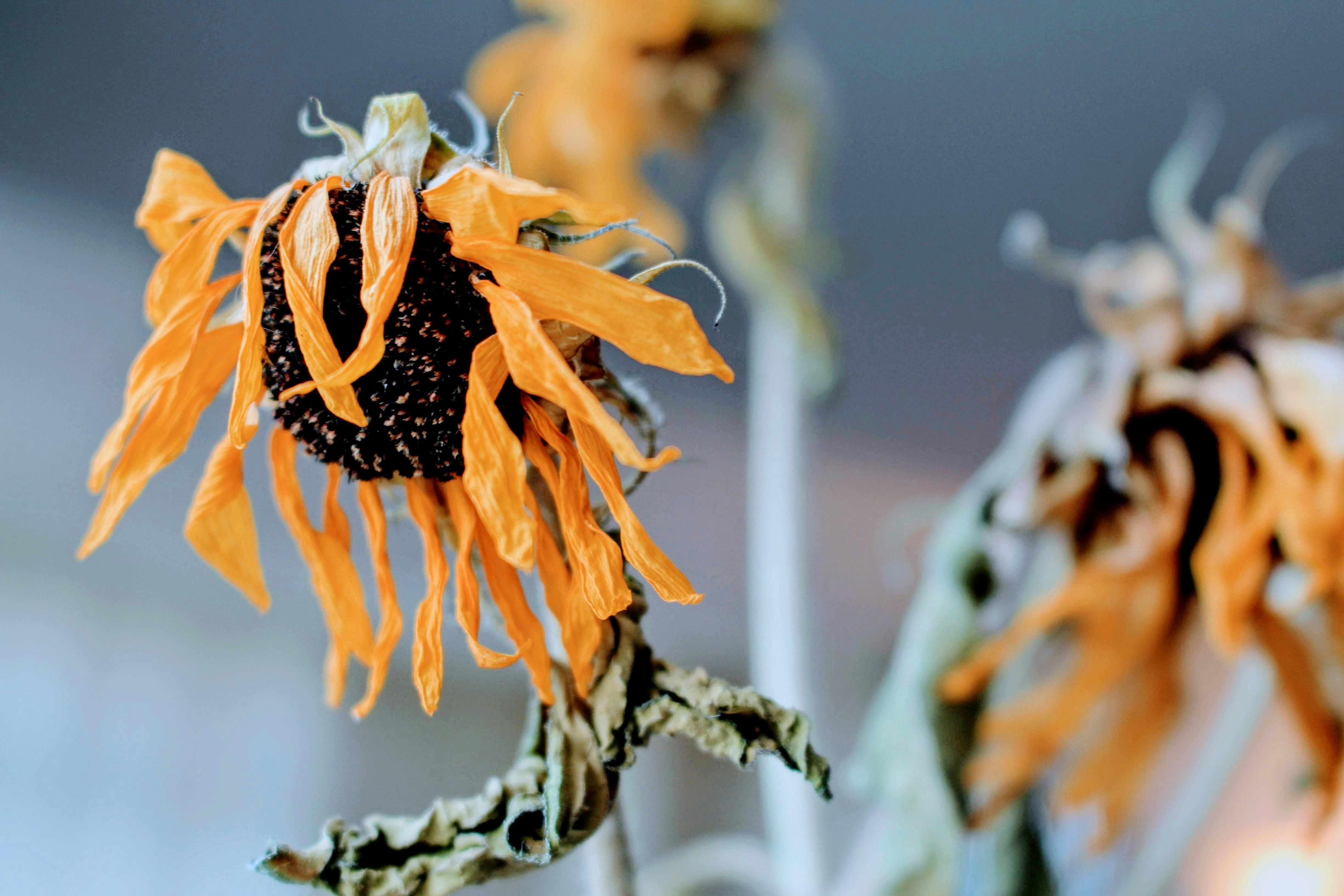 Wilting sunflowers