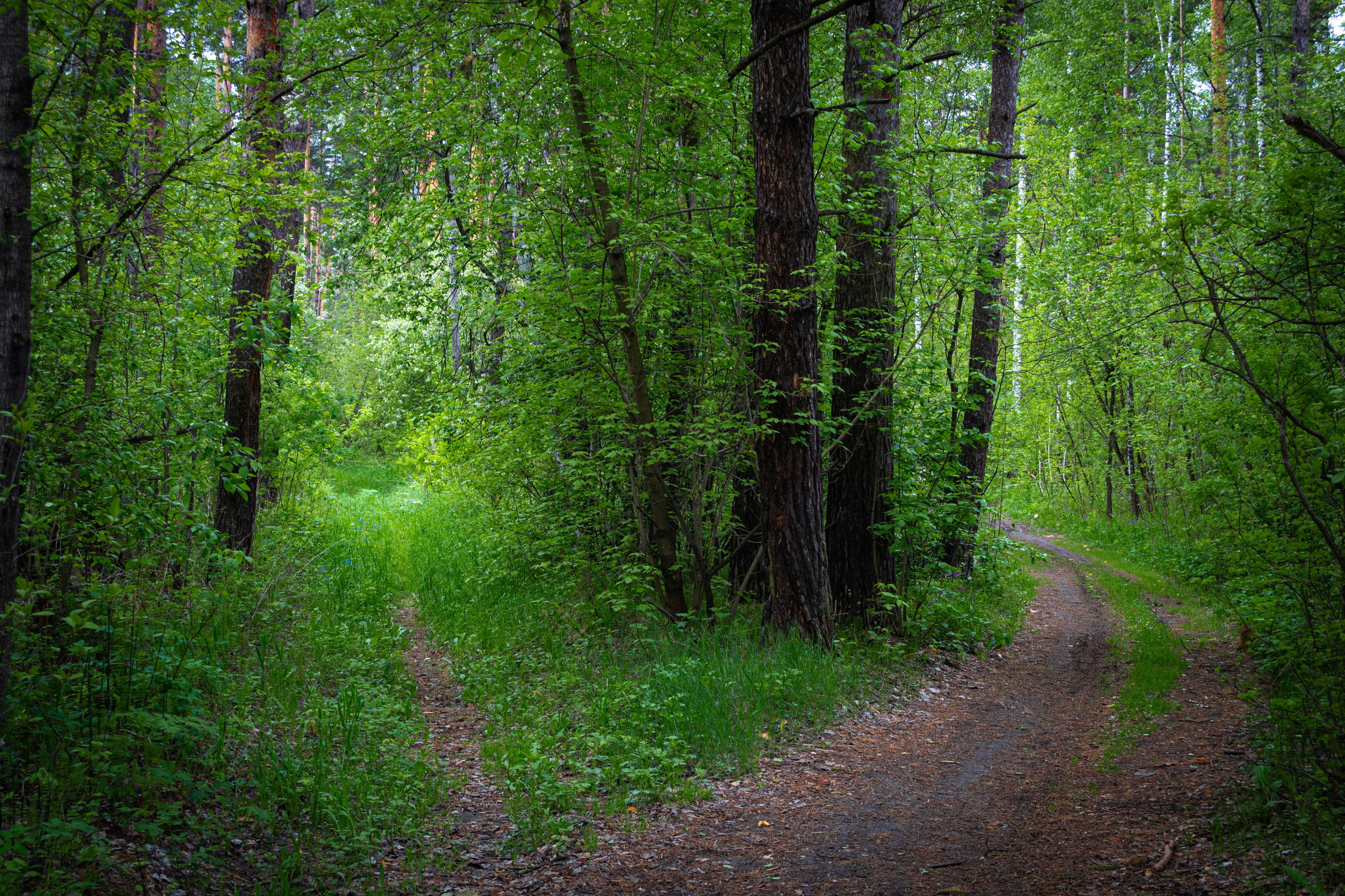 A wood with two paths one lighter and one darker 